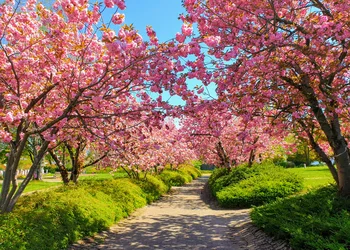 Kirschblütenfest in der Emilia Romagna